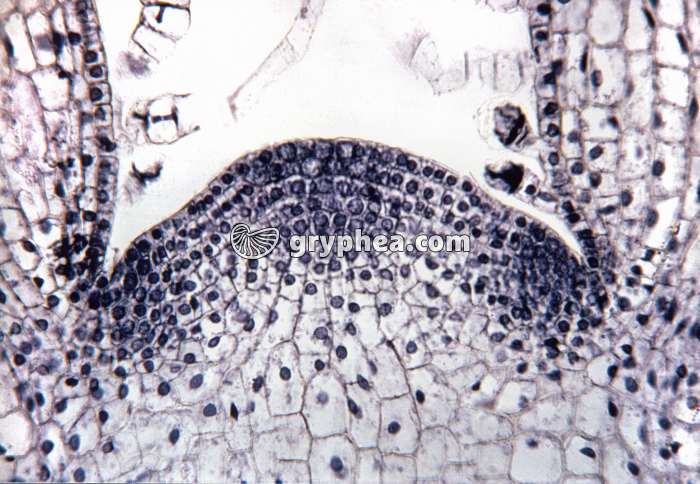 Méristème apical végétatif de Coleus - cellules méristématiques x 25 - gryphea.org